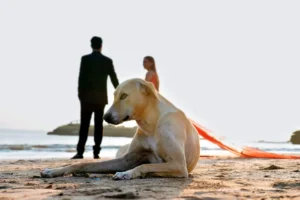 Dog resting on a beach while a couple stands by the water