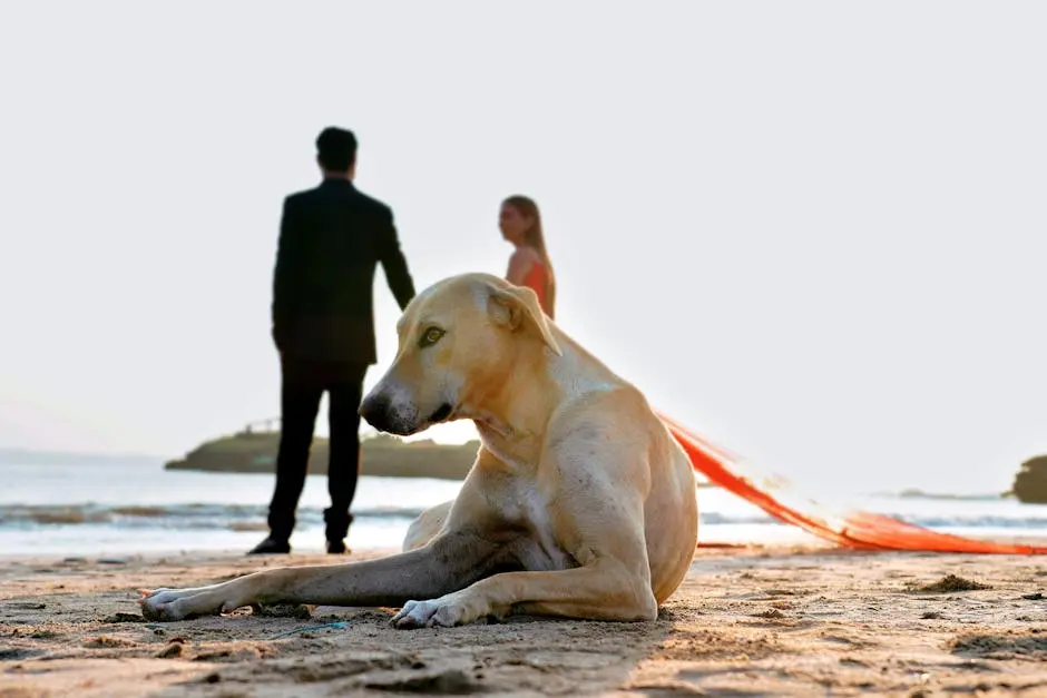 Dog resting on a beach while a couple stands by the water